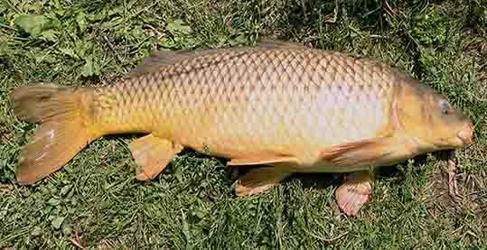 Best ways to catching carp with a centrepin reel